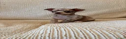 Chihuahua perros en venta: Cachorra de chihuahua  - Anuncio 1