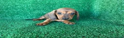 Teckel Miniatura perros en venta: teckel miniatura - Anuncio 7