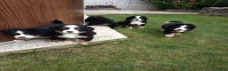 Boyero de Berna perros en venta: BOYERO DE BERNA - Anuncio 3