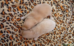 Pomerania perros en venta: Pomeranias tamaño pequeño OPORTUNIDAD  - Imagen 2