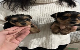Yorkshire Terrier perros en venta: yorkshire  - Imagen 3