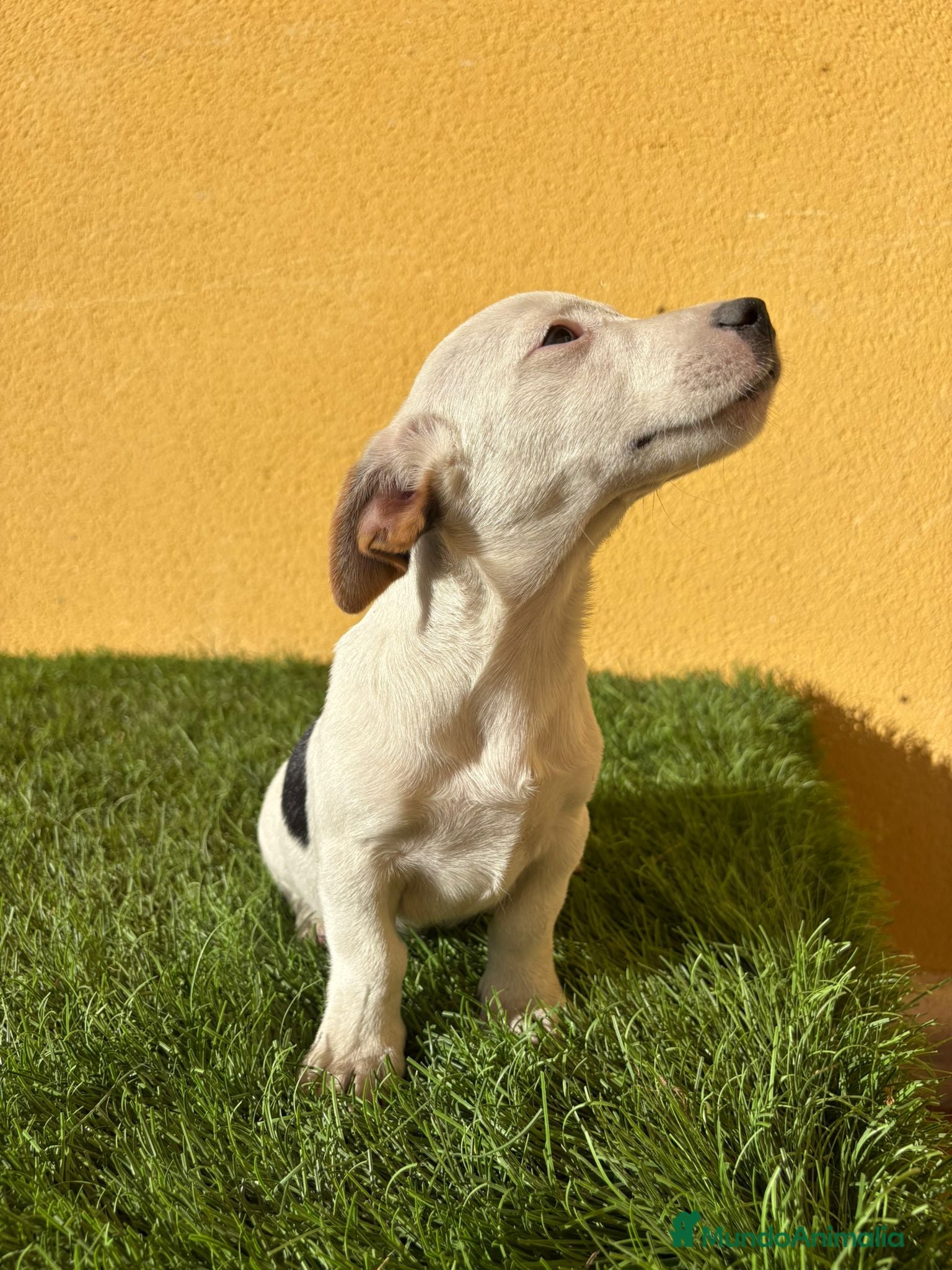 Jack Russell Terrier perros Jack Russell Macho de pata corta  - Anuncio 2