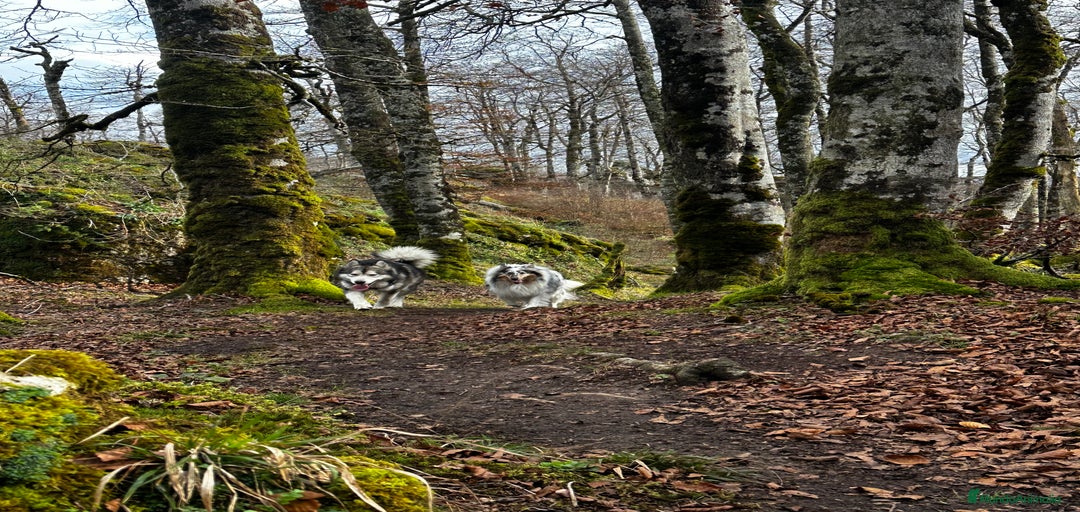 Imagen de galería {{count}}