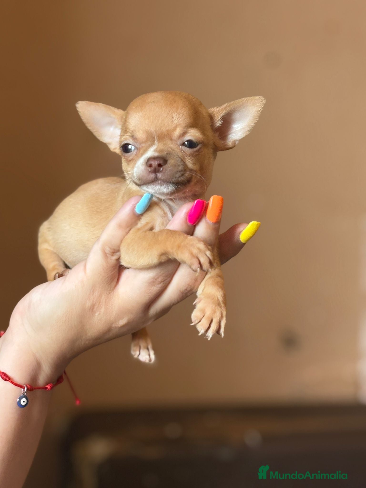 Chihuahua perros en venta: Chihuahua  mini toy  - Anuncio 9
