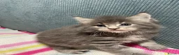 Maine Coon gatos en venta: Rey- Diez cattery  - Anuncio 24