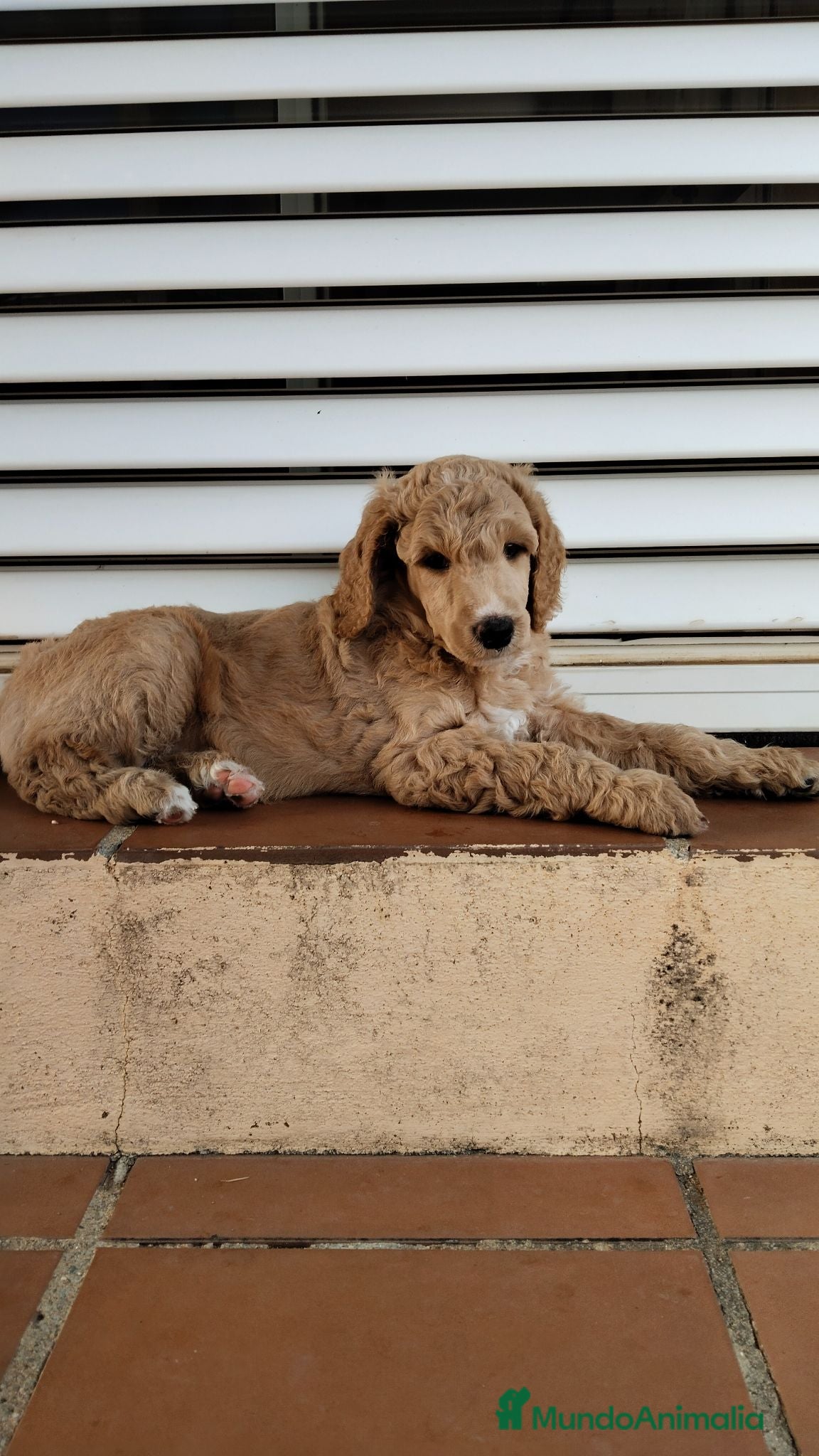 Caniche Gigante perros Caniche gigante - Anuncio 3