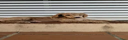Caniche Gigante perros en venta: Caniche gigante - Anuncio 1