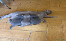 Británico de Pelo Corto Azul gatos en venta: British short hair - Imagen 5