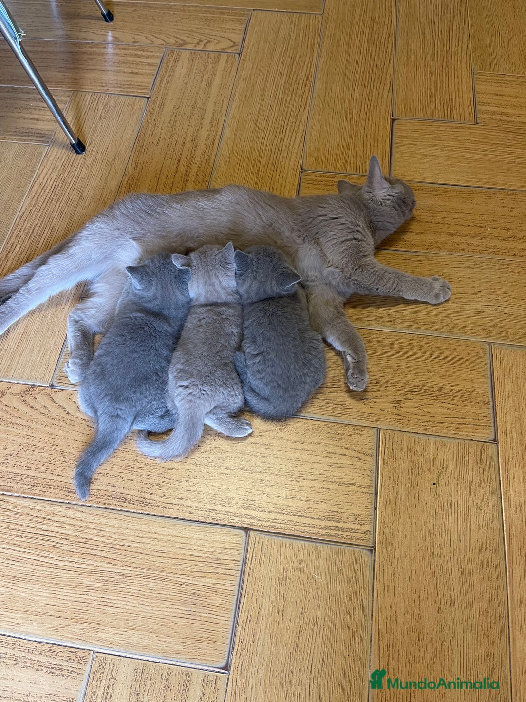 Británico de Pelo Corto Azul gatos en venta: British short hair - Imagen 5