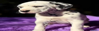 Dálmata Cachorro 2