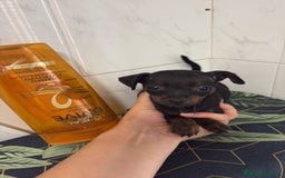 Pinscher Miniatura perros en venta: Pinscher miniatura  - Imagen 1