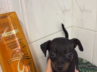 Pinscher Miniatura perros - Anuncio 1