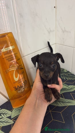 Pinscher Miniatura perros - Anuncio 1