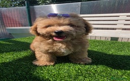 Maltipoo perros en venta: Maltipoo toy  - Imagen 1