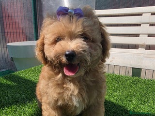 Maltipoo perros - Anuncio 34