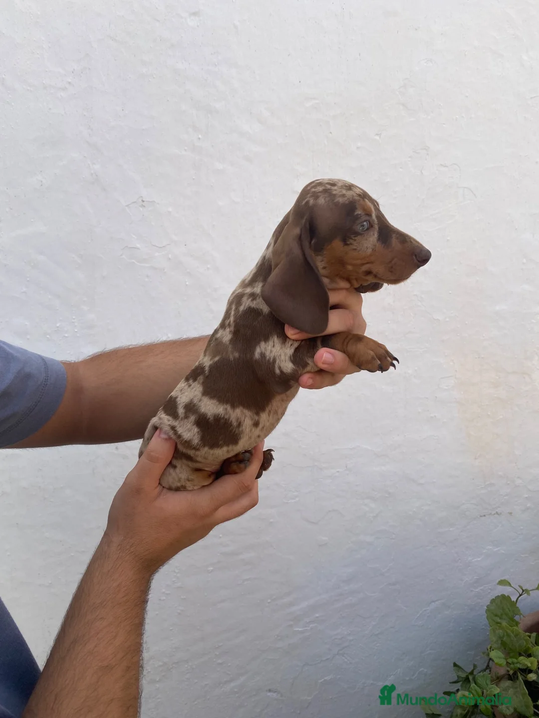 Teckel perros en venta: Cachorros de Teckel Kaninchen Arlequines Chocolate - Anuncio 2