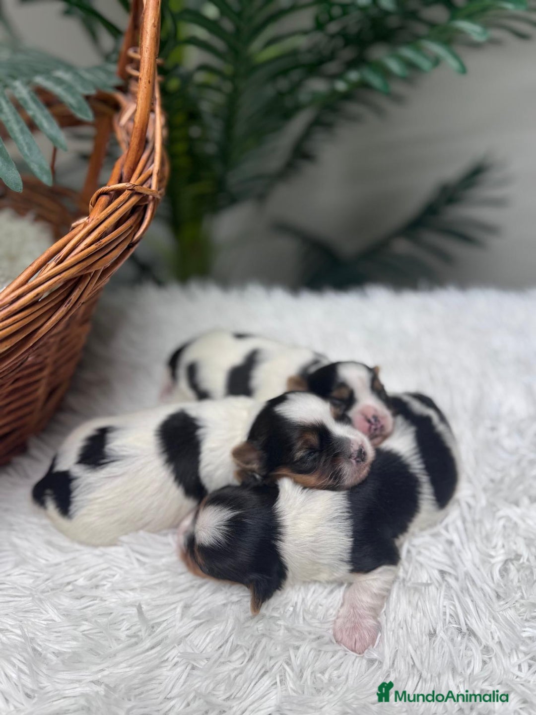 Yorkshire Terrier perros en venta: YORKSHIRE BIEWER HEMBRA - Anuncio 13