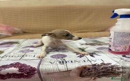 Pequeño Lebrel Italiano perros en venta: Lebrel italiano  - Imagen 11