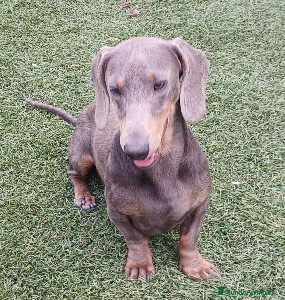 Teckel perros en venta: Teckel de pelo corto tamaño miniatura  - Anuncio 5