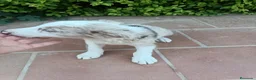 Border Collie perros en venta: Machos Border Collie Merle Chocolate Ojos Azules - Anuncio 4