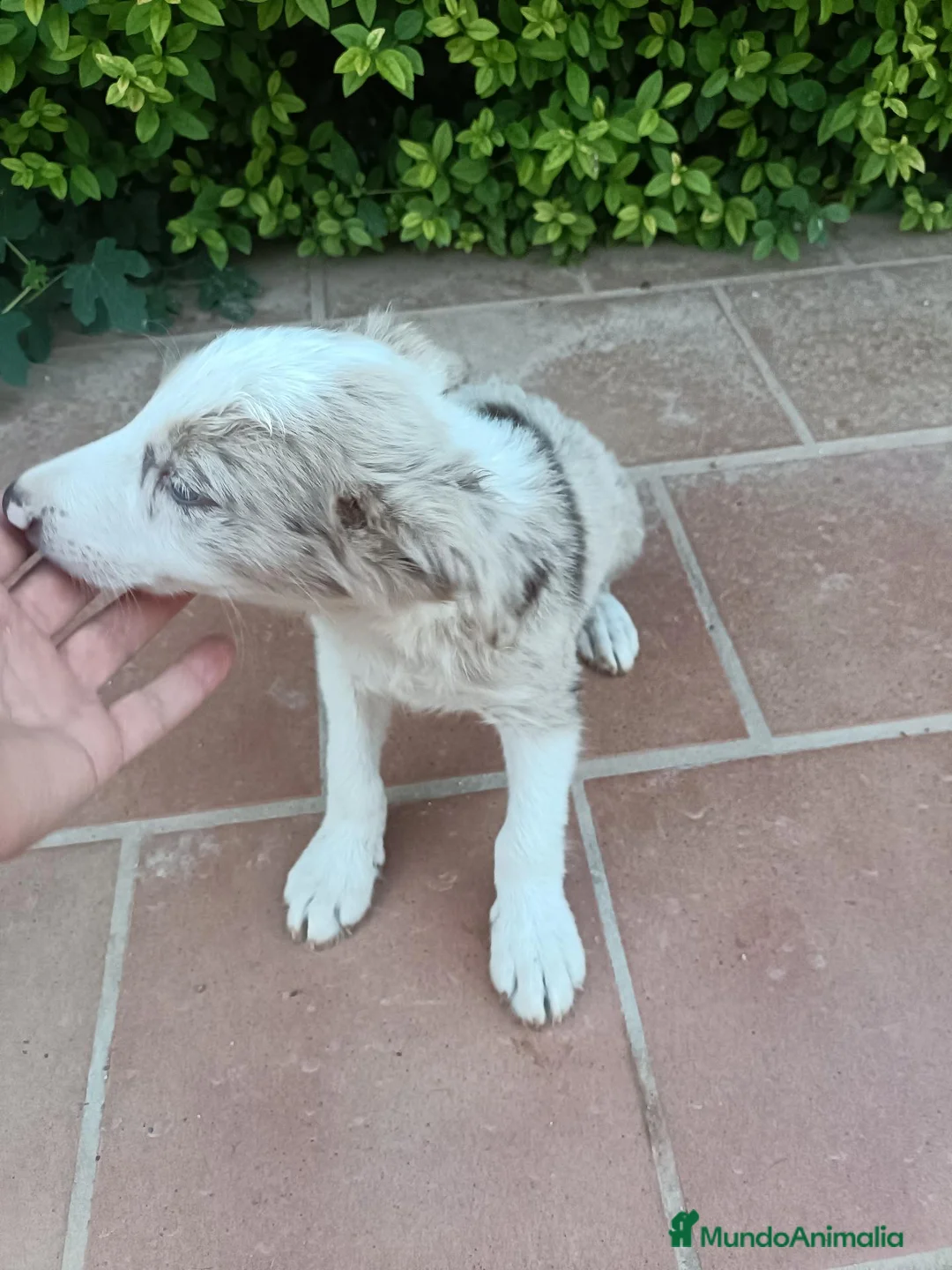 Border Collie perros en venta: Machos Border Collie Merle Chocolate Ojos Azules - Anuncio 4