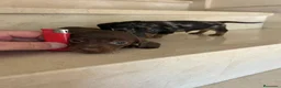 Teckel perros en venta: Teckel kanichen maxima calidad - Anuncio 11