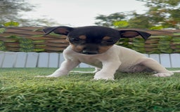 Ratonero Bodeguero Andaluz perros en venta: BODEGUERO ANDALUZ - Imagen 2