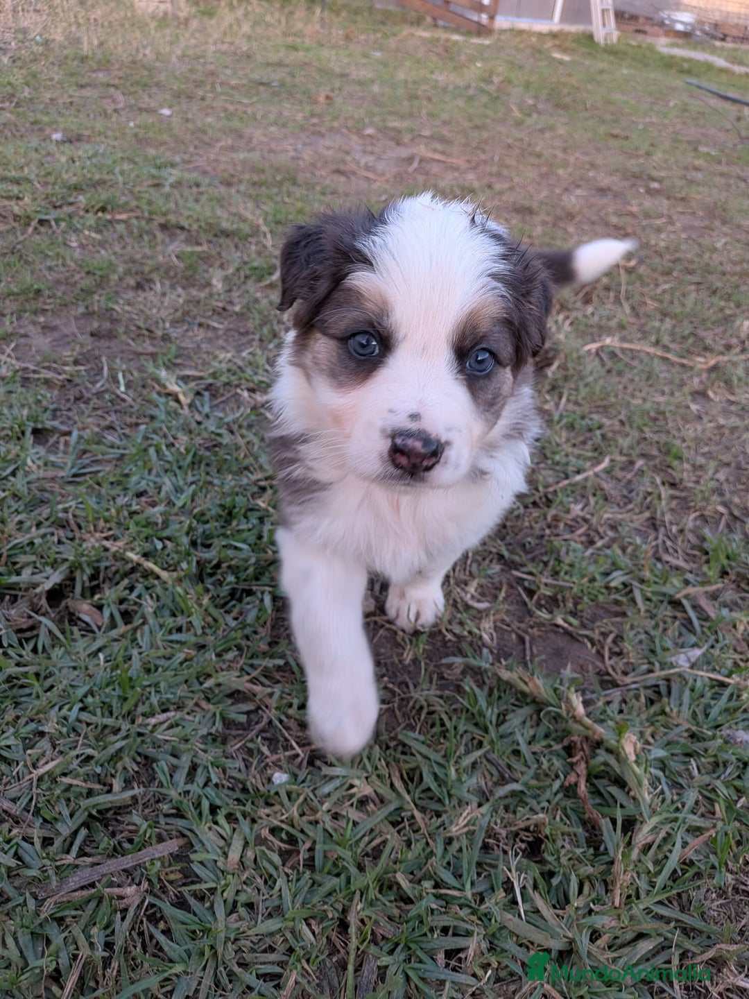 Border Collie perros en venta: BORDER COLLIE  - Anuncio 4