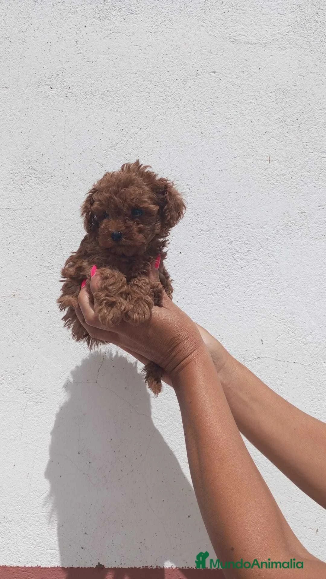 Caniche Toy perros en venta: Cachorros de Caniche Toy rojo pimentón - Anuncio 2