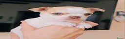Chihuahua perros en venta: Chihuahua miniatura  - Anuncio 3