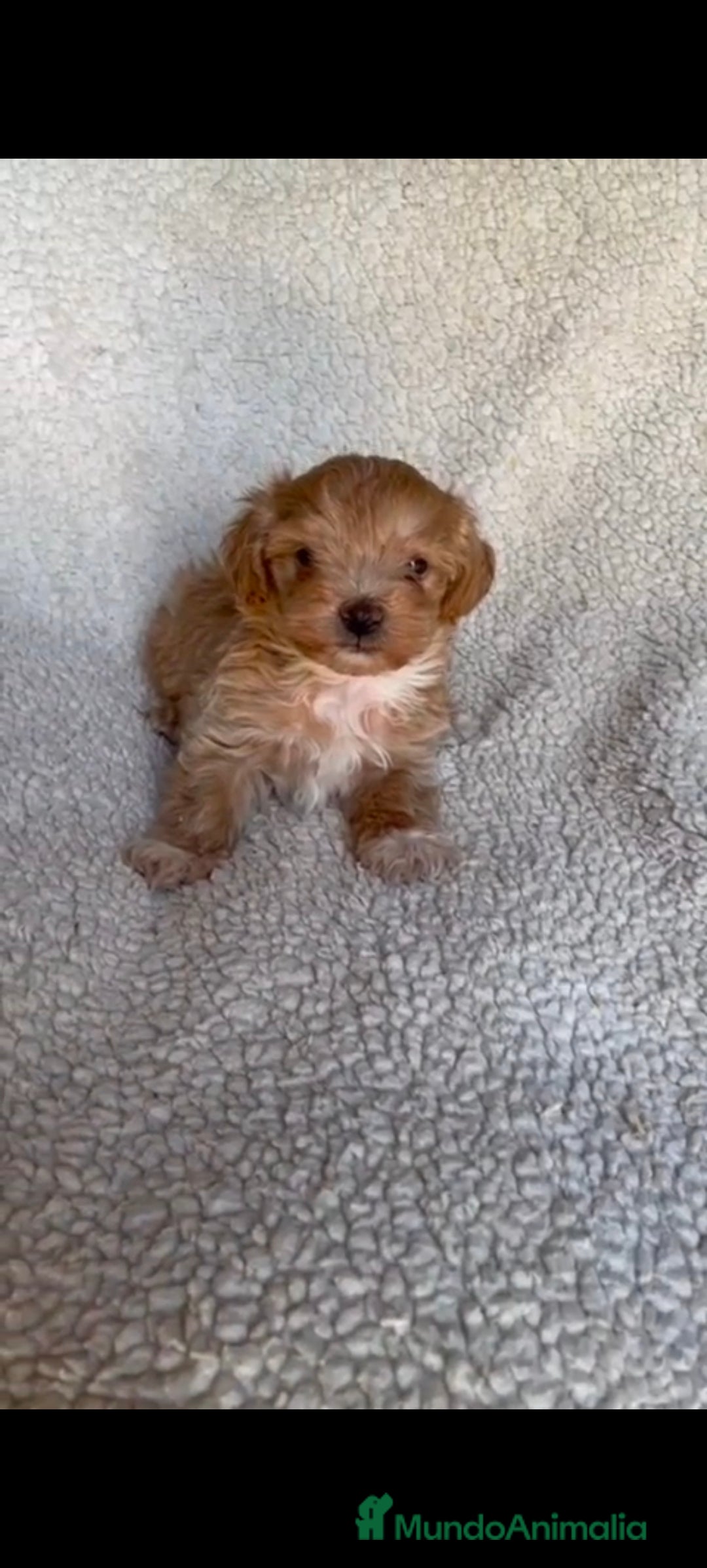 Maltipoo perros en venta: Maltipoo macho  - Imagen 2