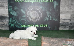 Bichón Maltés perros en venta: Bichon maltés  - Imagen 4
