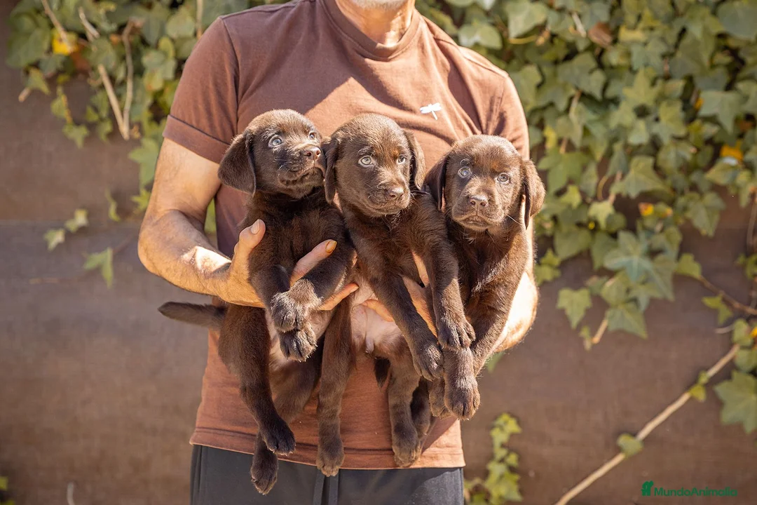 Labrador Retriever perros en venta: LABRADOR CHOCOLATE DISPONIBLE - Anuncio 2
