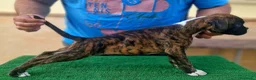 Boxer perros en venta: Cachorros boxer de alta selección  - Anuncio 24