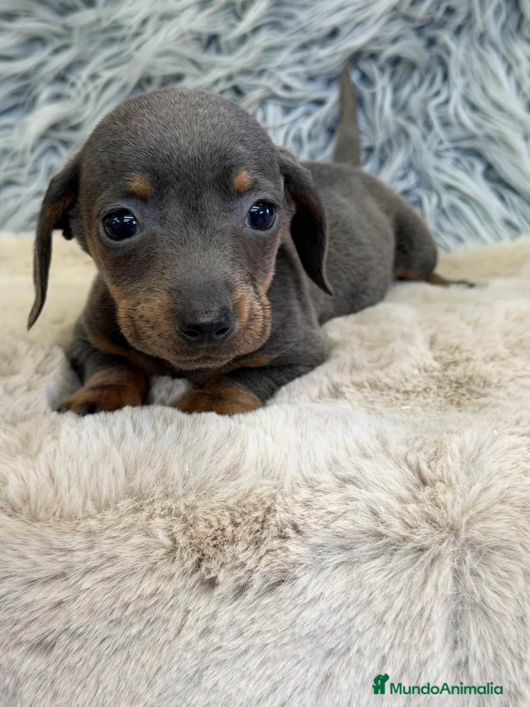 Teckel Miniatura perros en venta: Teckel mini Blue  - Anuncio 2