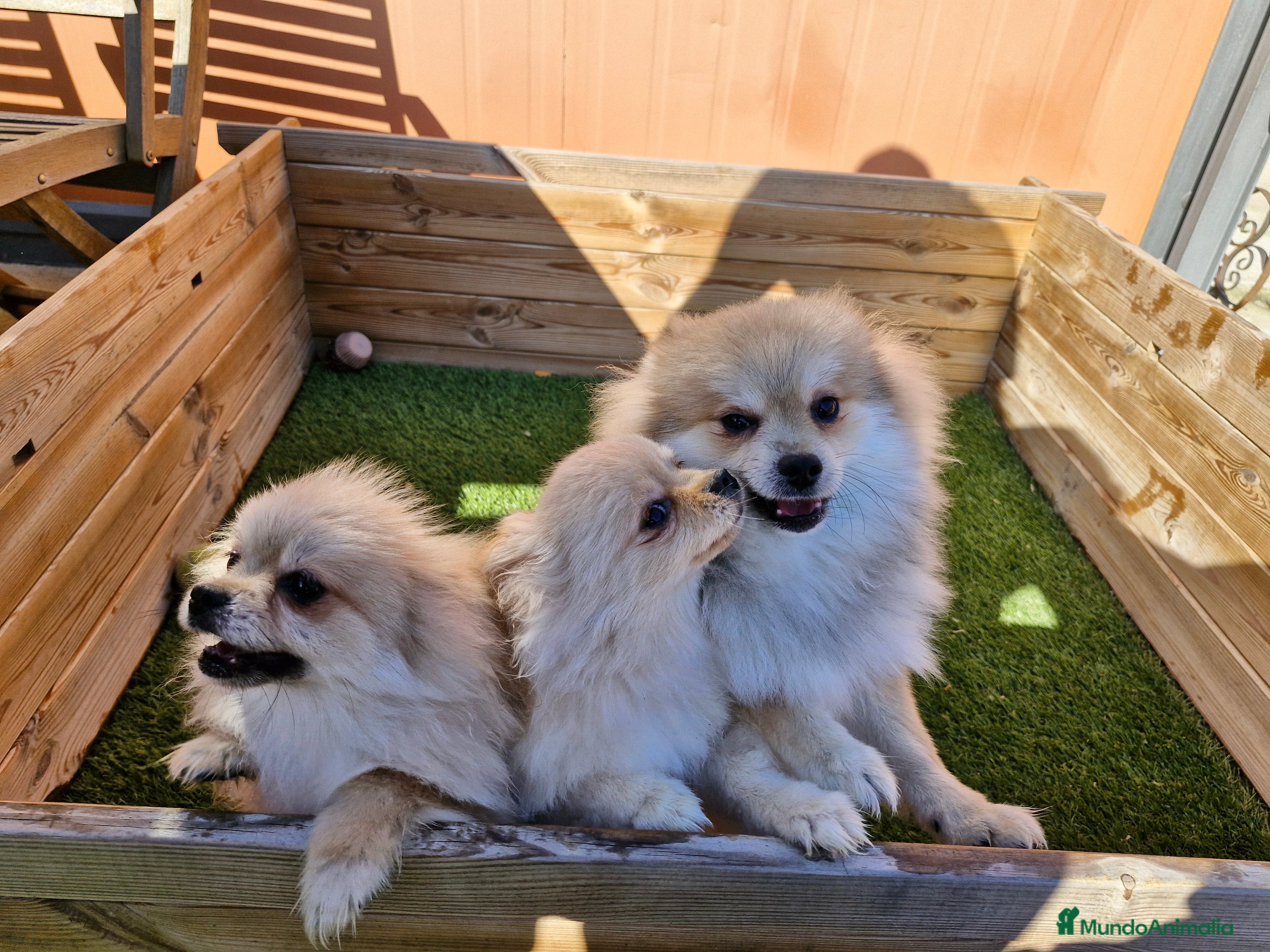 Pomerania perros POMERANIA  en Barcelona - Anuncio 27