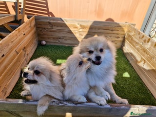 Pomerania perros en Barcelona - Anuncio 31
