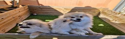 Pomerania perros en venta: POMERANIA  en Barcelona - Anuncio 1