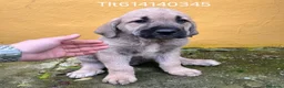 Mastín Español perros en venta: Mastín español - Anuncio 4
