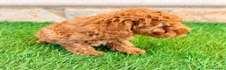 Caniche Toy perros en venta: Caniche toy roja - Anuncio 22