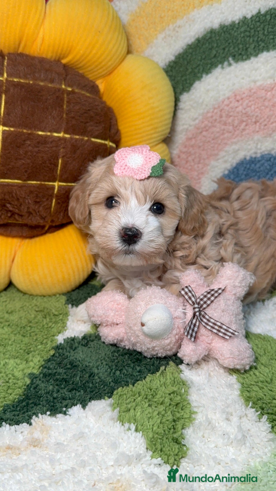 Maltipoo perros Maltipoo Mini Toy - Anuncio 3