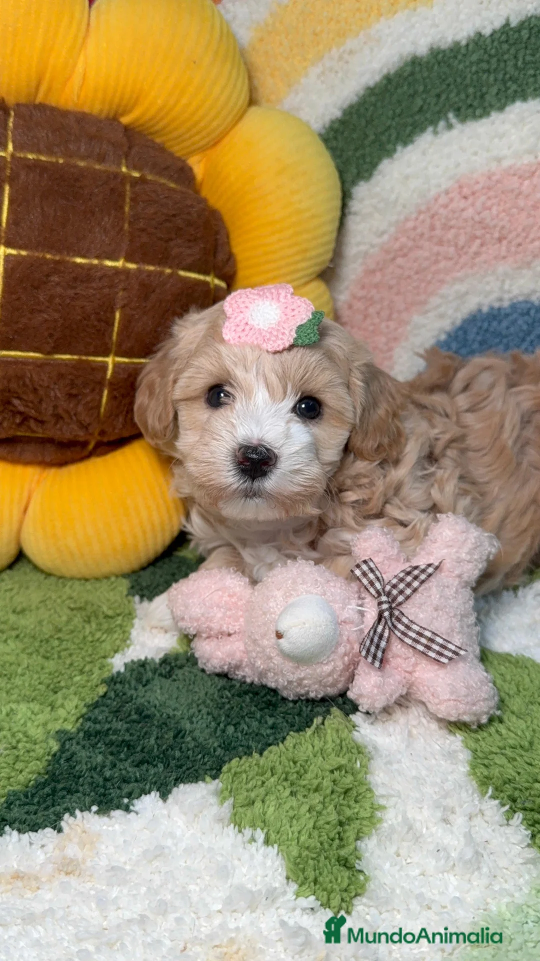 Maltipoo perros en venta: Maltipoo Mini Toy - Anuncio 1