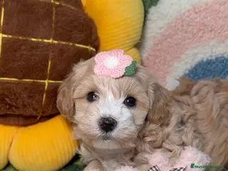 Maltipoo perros Maltipoo Mini Toy - Anuncio 3