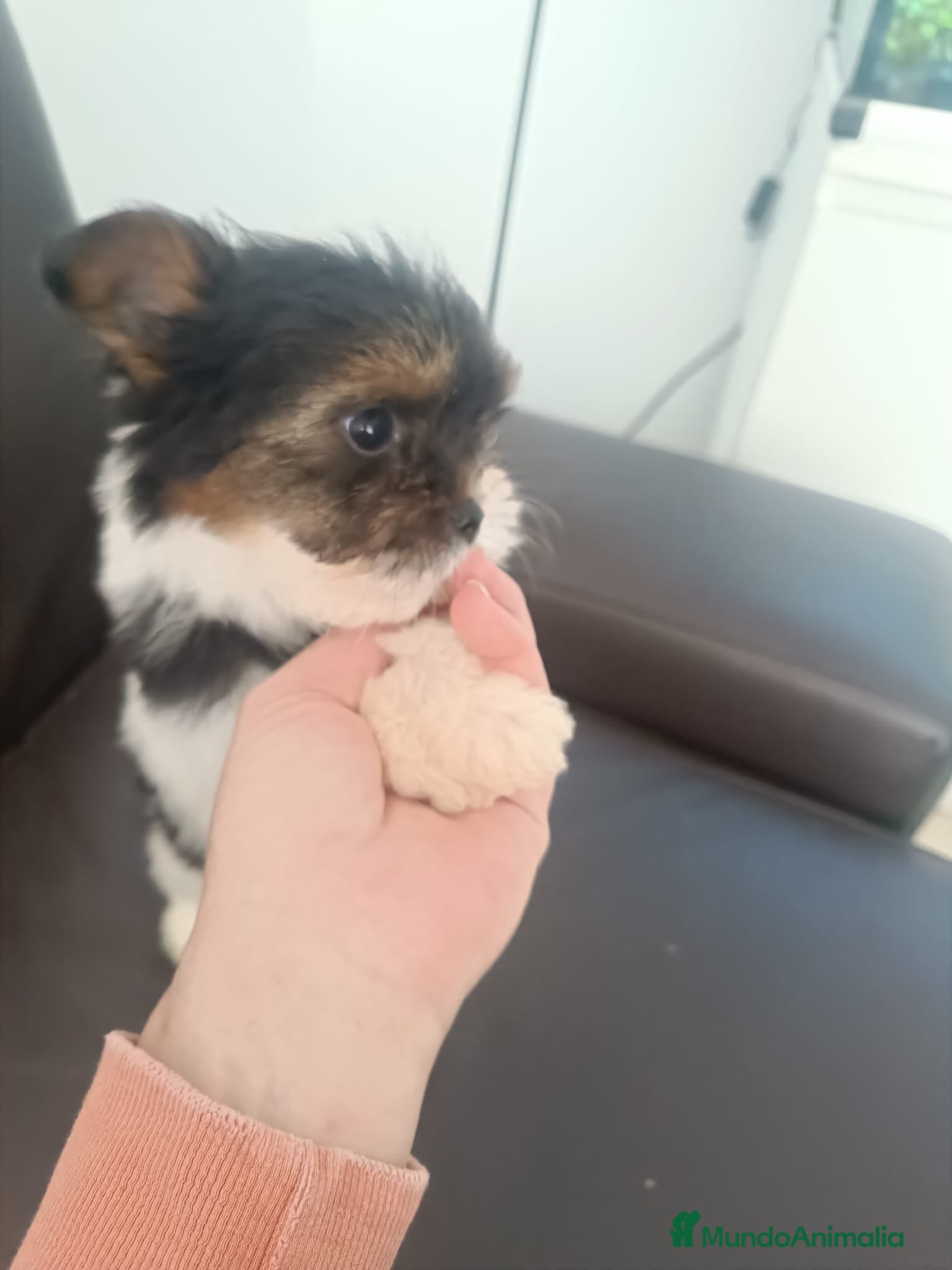 Biewer Yorkshire Terrier a la Pom Pon perros Hembra bewer yorkshire  - Anuncio 2