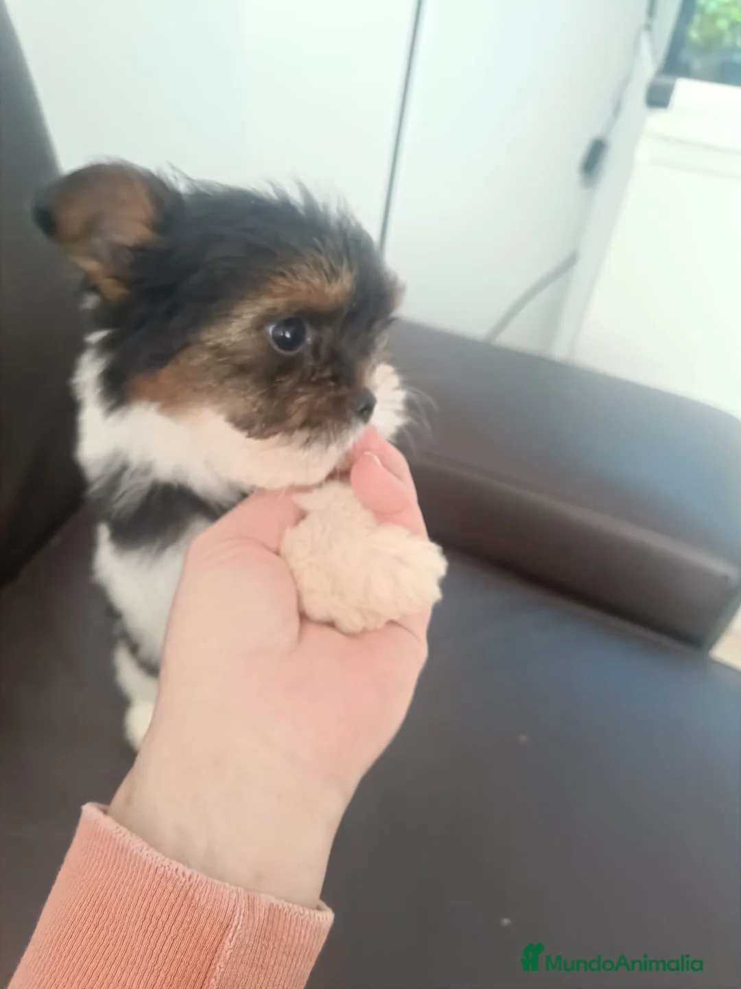 Biewer Yorkshire Terrier a la Pom Pon perros en venta: Hembra bewer yorkshire  - Anuncio 1