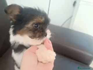 Biewer Yorkshire Terrier a la Pom Pon perros Hembra bewer yorkshire - Anuncio 2