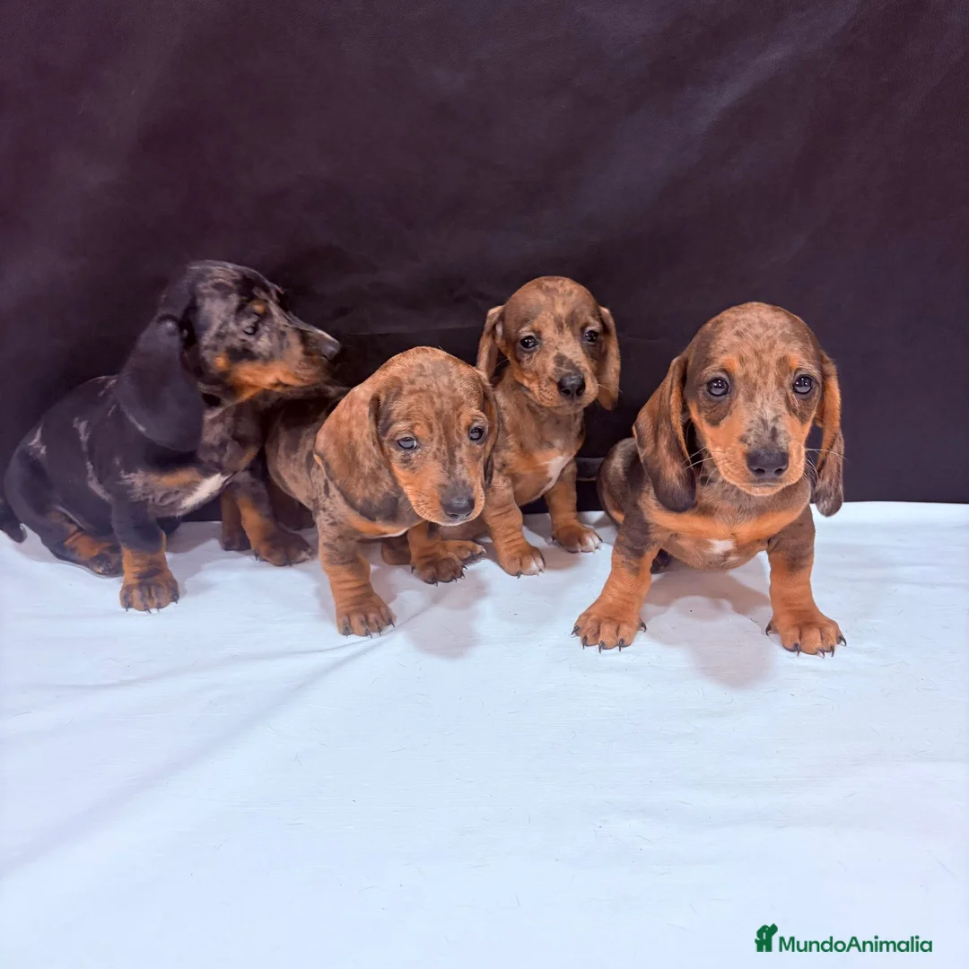 Teckel Miniatura perros en venta: Teckel Miniatura  - Anuncio 2