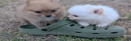 Spitz pequeño - Kleinspitz perros en venta: Kleinspitz pomeranias  - Anuncio 6