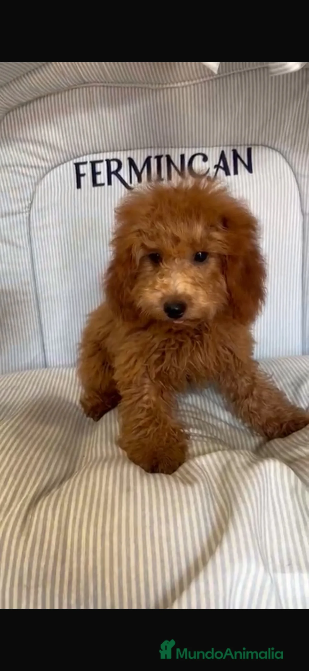 Caniche Toy perros en venta: CANICHE TOY ROJO - Anuncio 2