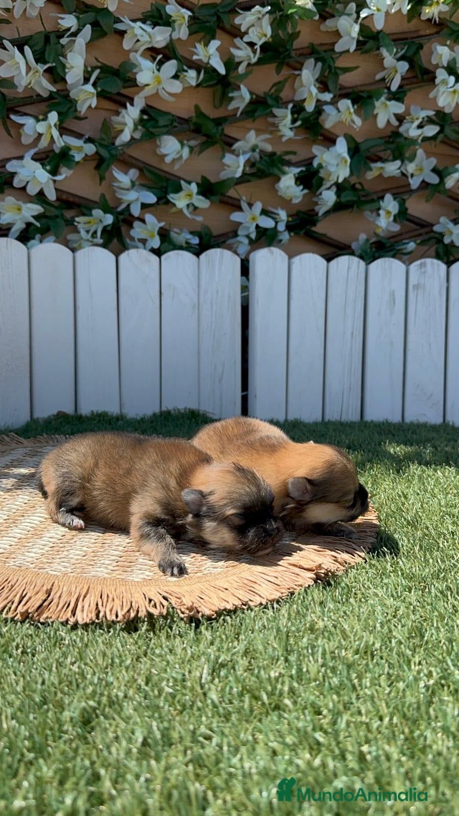 Pomerania perros POMERANIAS 🎀 - Anuncio 1